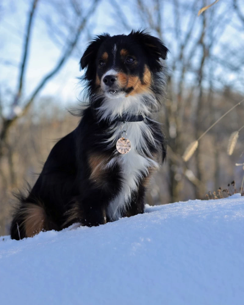 THE COPPER POPPY Juno Forest Custom Dog ID Tag (Custom/Drop-Ship) (Made In The USA) - Image 6