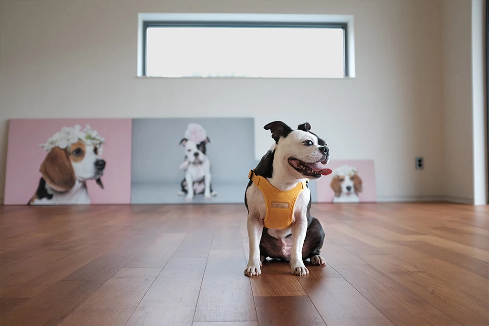 CHARLIE'S BACKYARD Comfort Dog Harness In Yellow - Image 9