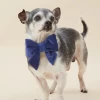 THE FOGGY DOG Navy Velvet Dog Lady Bow (Made In The USA)