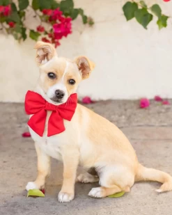 THE FOGGY DOG Ruby Lady Dog Bow