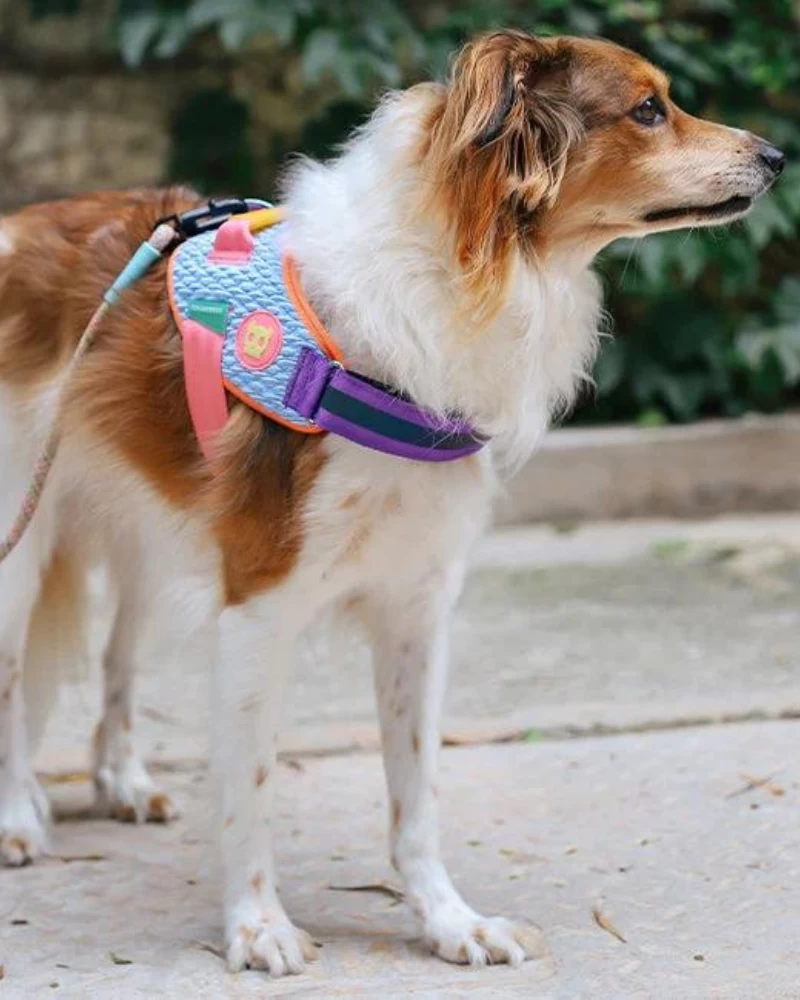 ZEE.DOG Flyharness In Galaxy For Dogs - Image 8