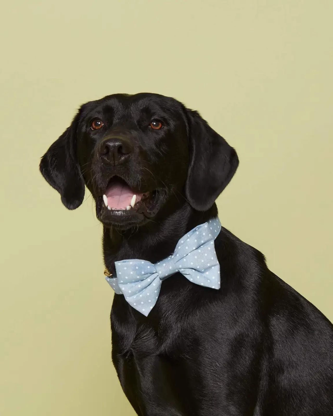 THE FOGGY DOG Chambray Dots Dog Bow Tie (Made In The USA) - Image 4