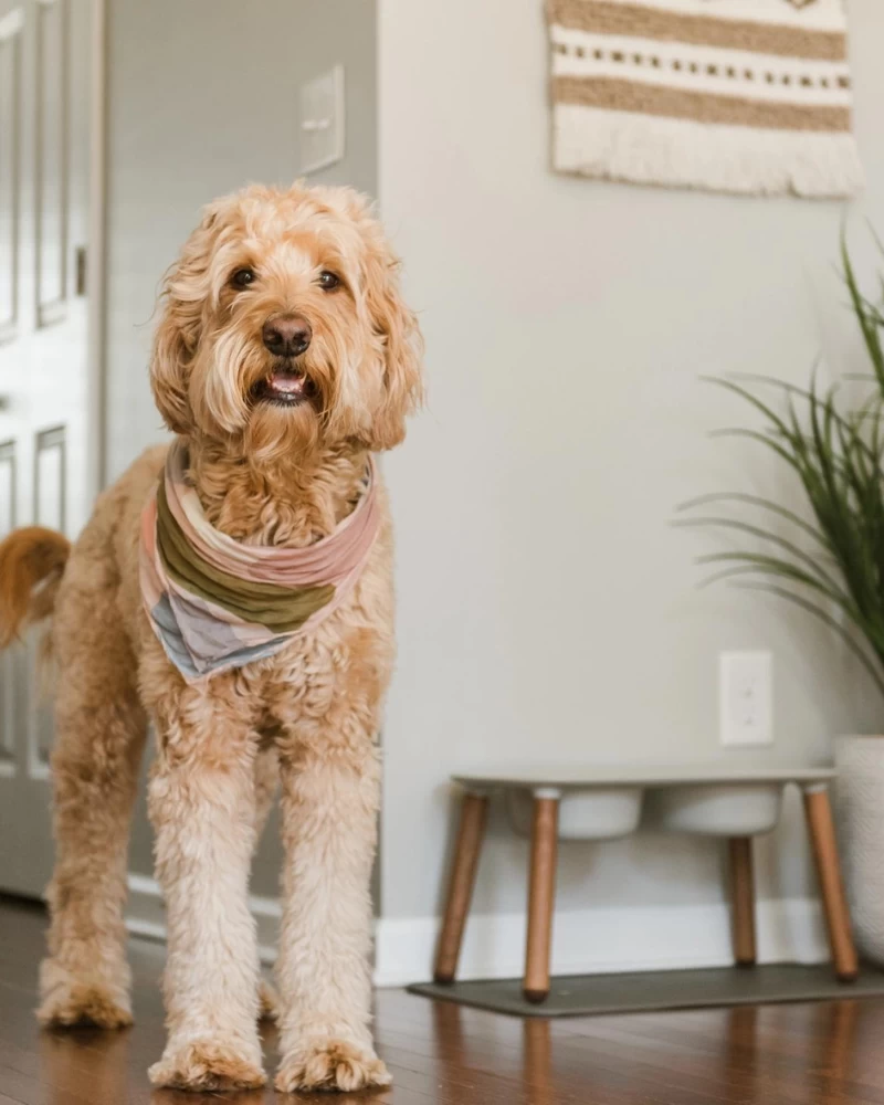 MESSY MUTTS Elevated Double Feeder Bowls W/ Adjustable Stand - Image 2