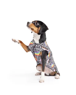 GOLD PAW Sun Shield Tee In Rainbow Pride Print (Made In The USA)