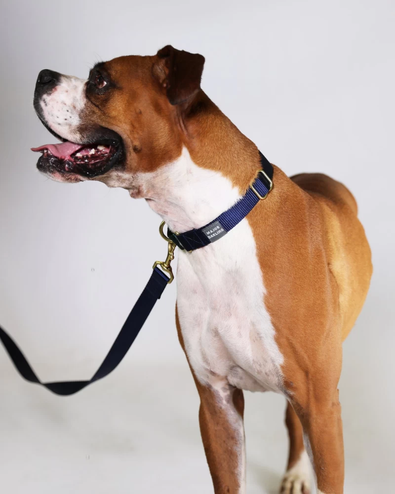 MAJOR DARLING Martingale Dog Collar In Navy + Evergreen (Made In The USA) - Image 4