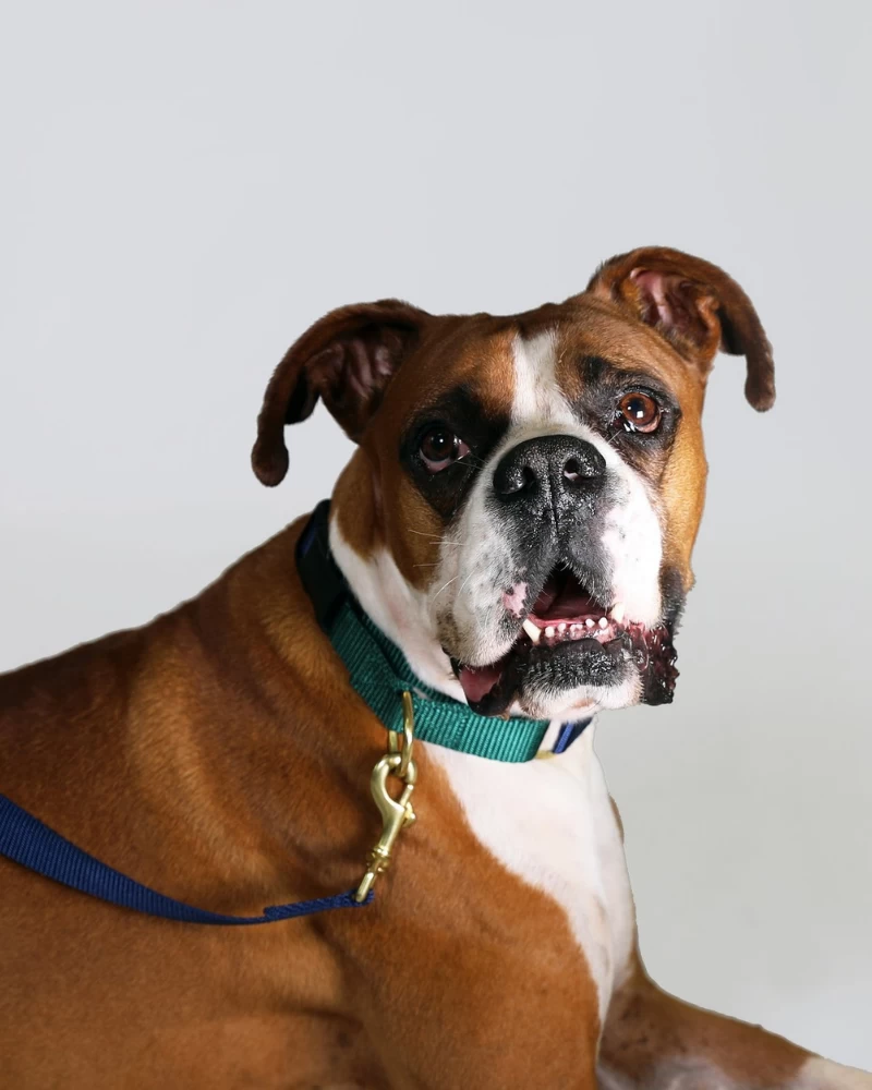 MAJOR DARLING Martingale Dog Collar In Navy + Evergreen (Made In The USA) - Image 2