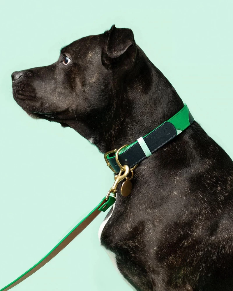 RAMONA FOR YOU Brave Leather Dog Collar (Made In Guatemala) - Image 5