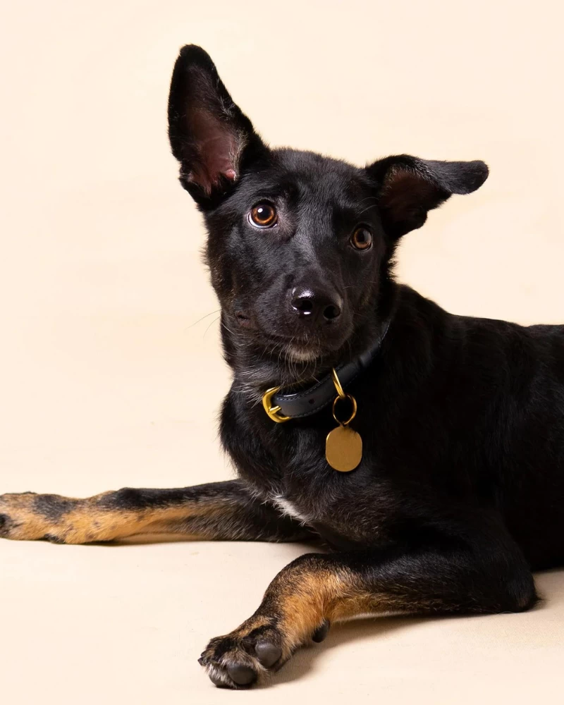 RAMONA FOR YOU Midnight Leather Dog Leash (Made In Guatemala) - Image 4