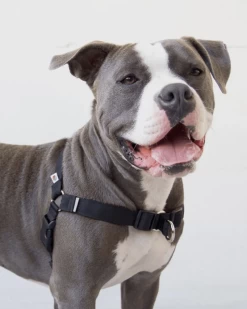 WILDEBEEST Linden No Pull Front Clip Dog Harness