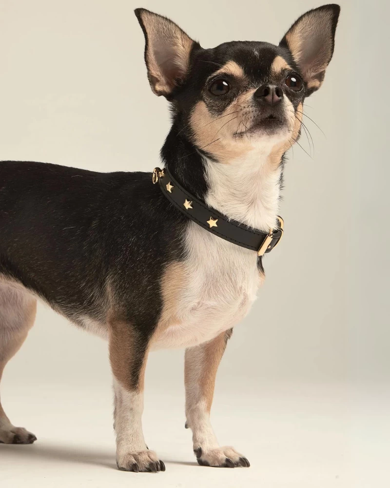 BRANNI Black Nara Leather Dog Collar With Brass Stars (Made In Italy) - Image 3