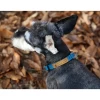 CHARLIE'S BACKYARD Easy Dog Collar In Teal (FINAL SALE)