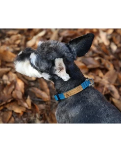 CHARLIE'S BACKYARD Easy Dog Collar In Teal (FINAL SALE)