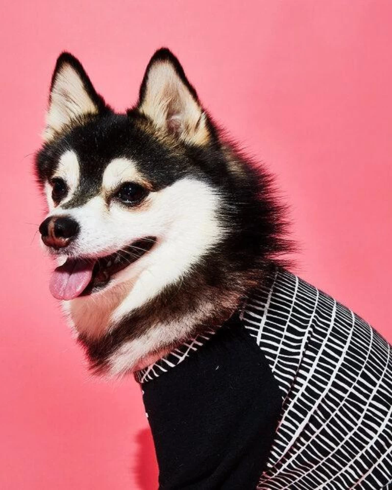 WARE OF THE DOG Geometric Print Dog T-Shirt (Made In The USA) - Image 3