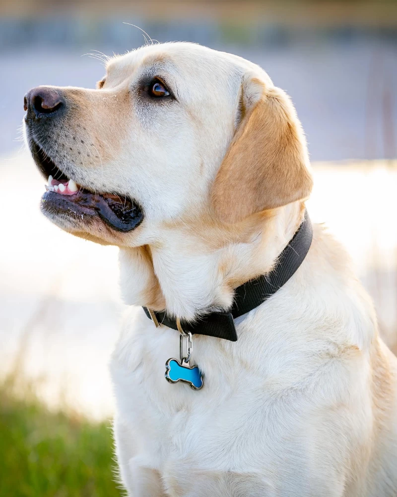 NITE IZE MicroLink® Pet Tag Carabiner (2-Pack) - Image 8