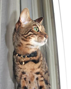 NICE DIGS Spike Leather Cat Collar In Gold Noir