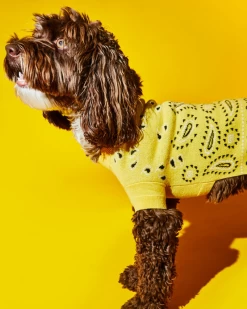 WARE OF THE DOG Merino Wool Bandana Print Sweater In Yellow