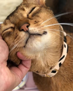 NICE DIGS Tiggy Leather Cat Collar In Black