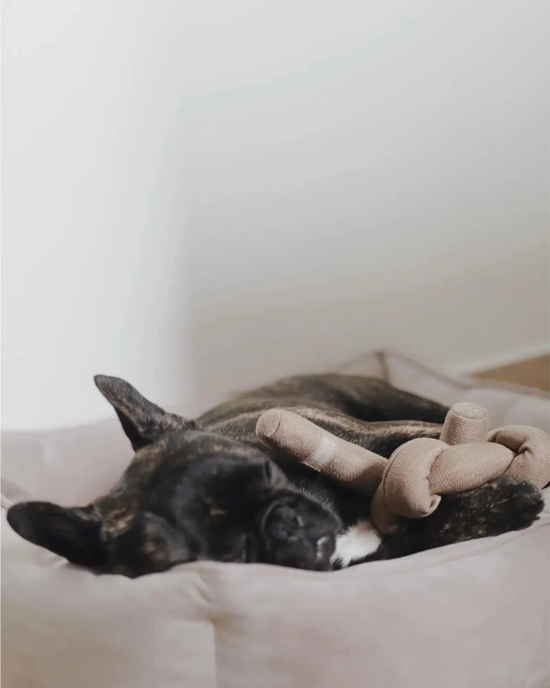 LAMBWOLF COLLECTIVE Nou Interactive Silent Dog Toy In Tan - Image 3