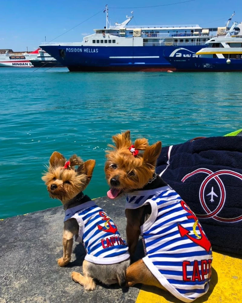 PARISIAN PETS Captain Dog Tank Top In Blue & White Stripe - Image 7