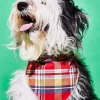 WARE OF THE DOG Reversible Plaid Dog Bandana (Made In The USA)