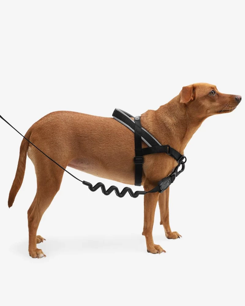 ZEE.DOG SoftWalk No-Pull Dog Harness (FINAL SALE) - Image 8