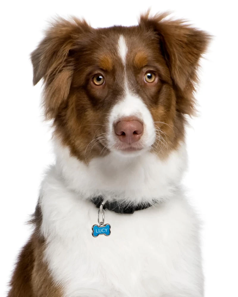 NITE IZE MicroLink® Pet Tag Carabiner (2-Pack) - Image 3