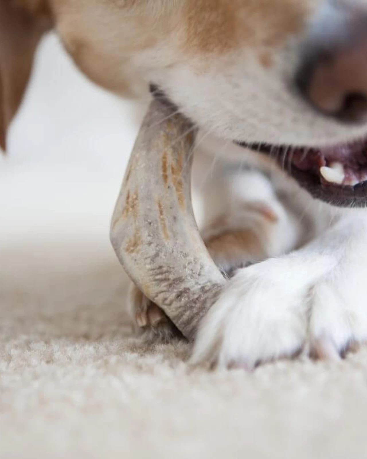 PUPFORD Split Elk Antler Dog Single Chew - Image 5