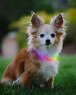 NITE IZE NITEHOWL® Rechargeable Led Safety Dog Necklace In Mini