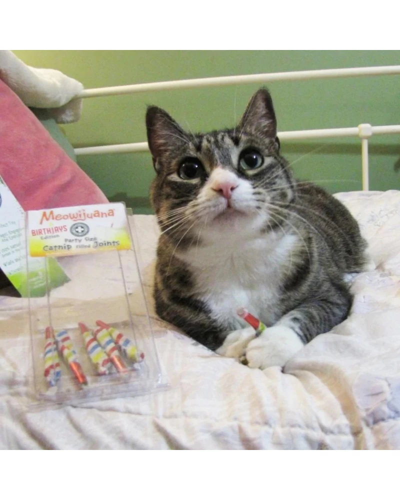 MEOWIJUANA Birthjays™ Party Sized Catnip Joints - Image 3