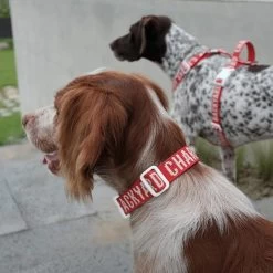 CHARLIE'S BACKYARD Trip Dog Collar In Red (CLEARANCE)