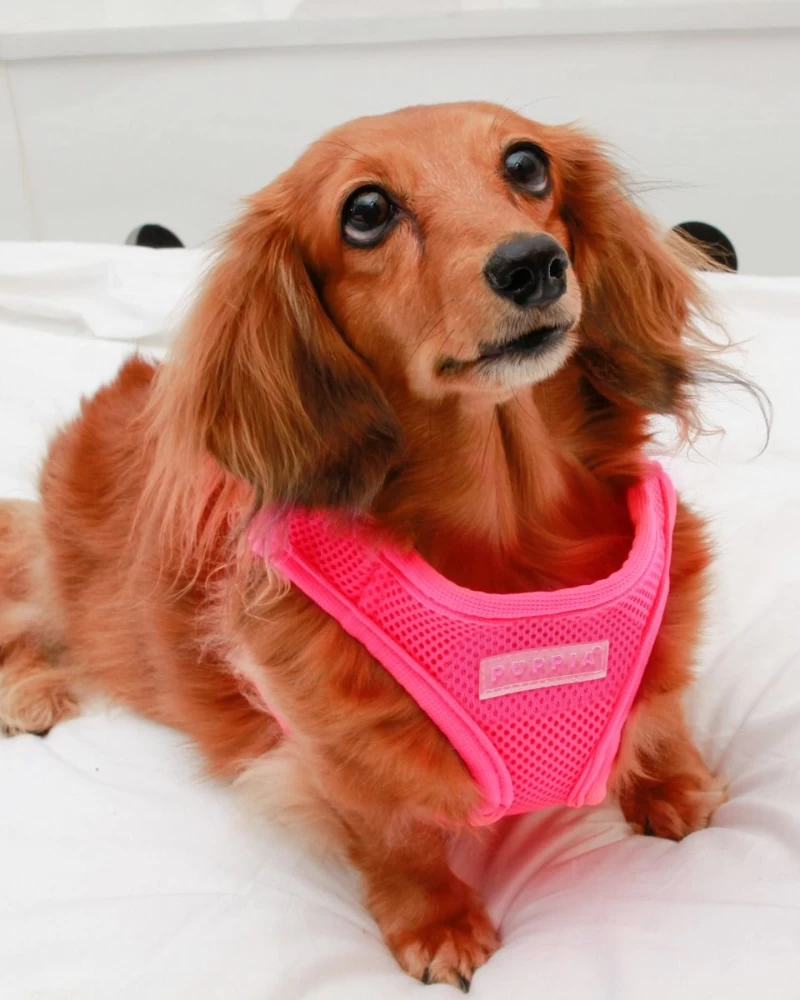 PUPPIA Soft Vest Dog Harness In Neon Pink (FINAL SALE) - Image 2