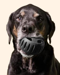 WOOF The Power Chewer Pupsicle Enrichment Dog Toy