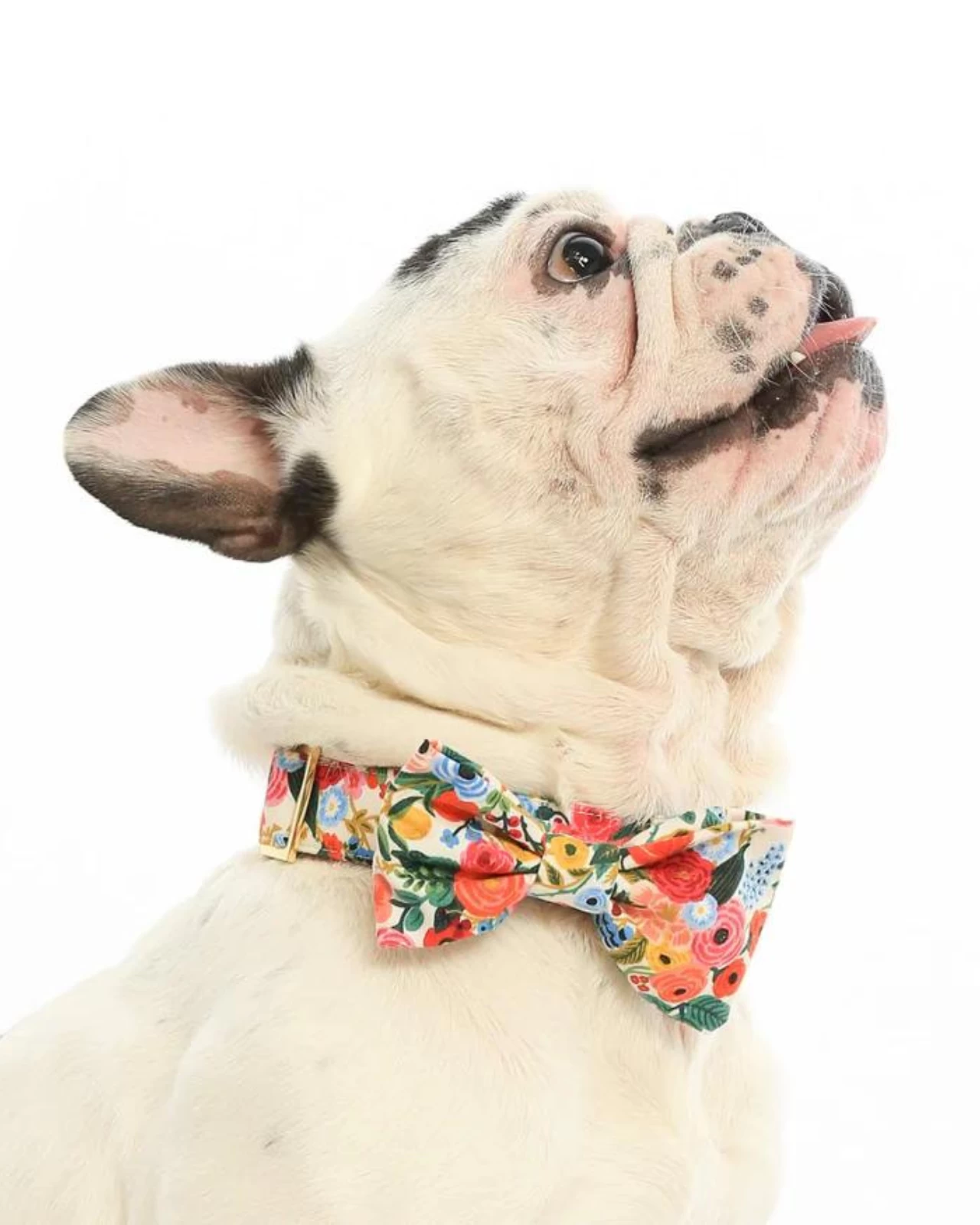 THE FOGGY DOG Rifle Paper Co. X TFD Garden Party Spring Dog Bow Tie (Made In The USA) - Image 5