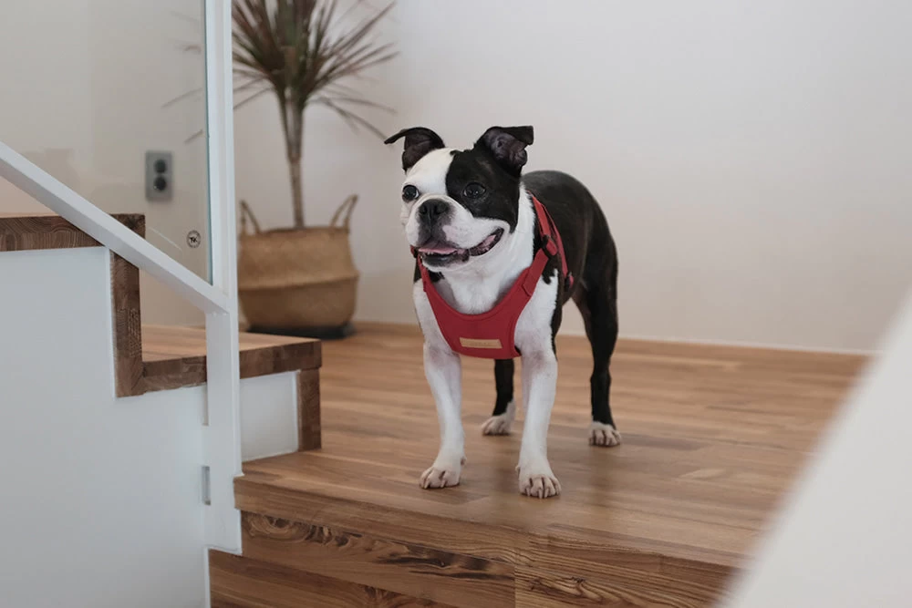 CHARLIE'S BACKYARD Comfort Dog Harness In Red - Image 8