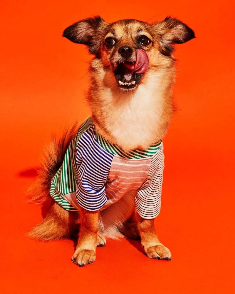 WARE OF THE DOG Green & White Striped Dog T-Shirt (Made In The USA) - Image 3