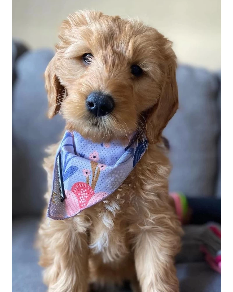DOODLE PET DESIGN Cooling Dog Bandana In Bloom - Image 2