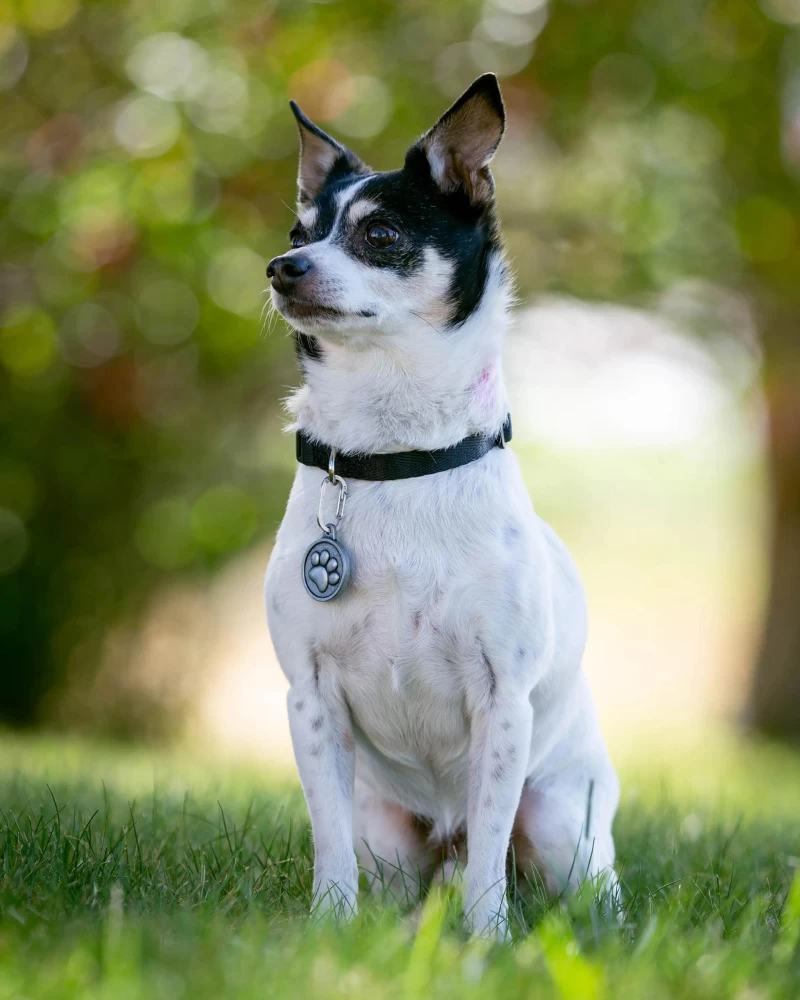 NITE IZE MicroLink® Pet Tag Carabiner (2-Pack) - Image 7