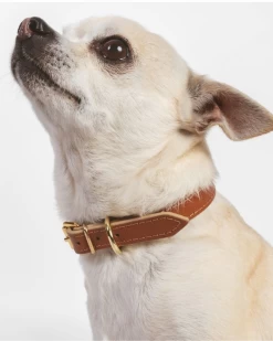 BRANNI Small Dog Collar In Cognac Leather (Made In Italy) (FINAL SALE)