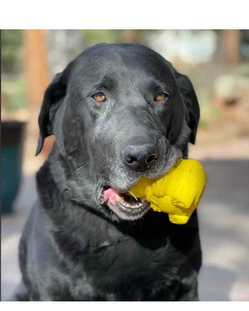 SODA PUP Honey Bear Tuff Chew & Treat Dispensing Dog Toy (Made In The USA) - Image 7