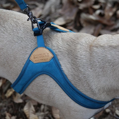 CHARLIE'S BACKYARD Buckle Up Easy Dog Harness In Teal - Image 4