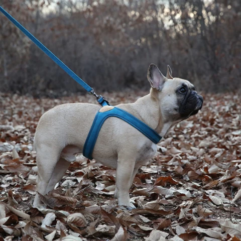 CHARLIE'S BACKYARD Buckle Up Easy Dog Harness In Teal - Image 5