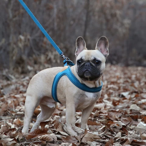 CHARLIE'S BACKYARD Buckle Up Easy Dog Harness In Teal - Image 6