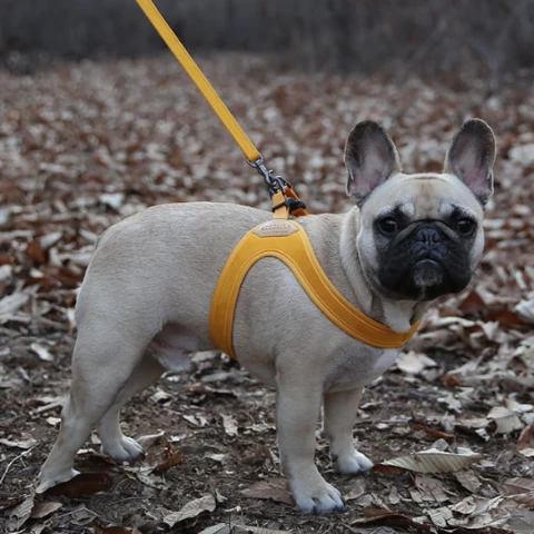 CHARLIE'S BACKYARD Buckle Up Easy Dog Harness In Yellow - Image 7