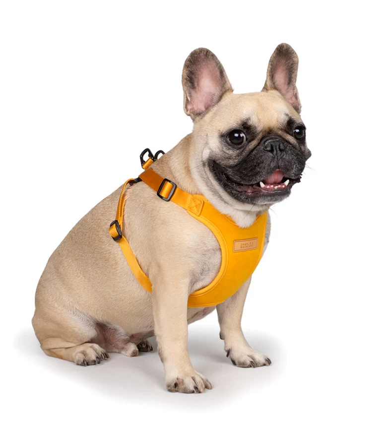 CHARLIE'S BACKYARD Comfort Dog Harness In Yellow - Image 2