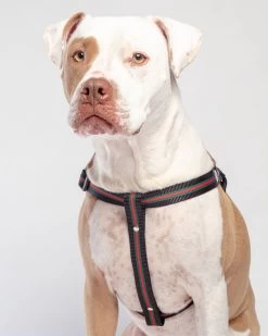 DOG & CO. COLLECTION Step-In Dog Harness In Luxe Green & Red Stripe (Made In NYC)