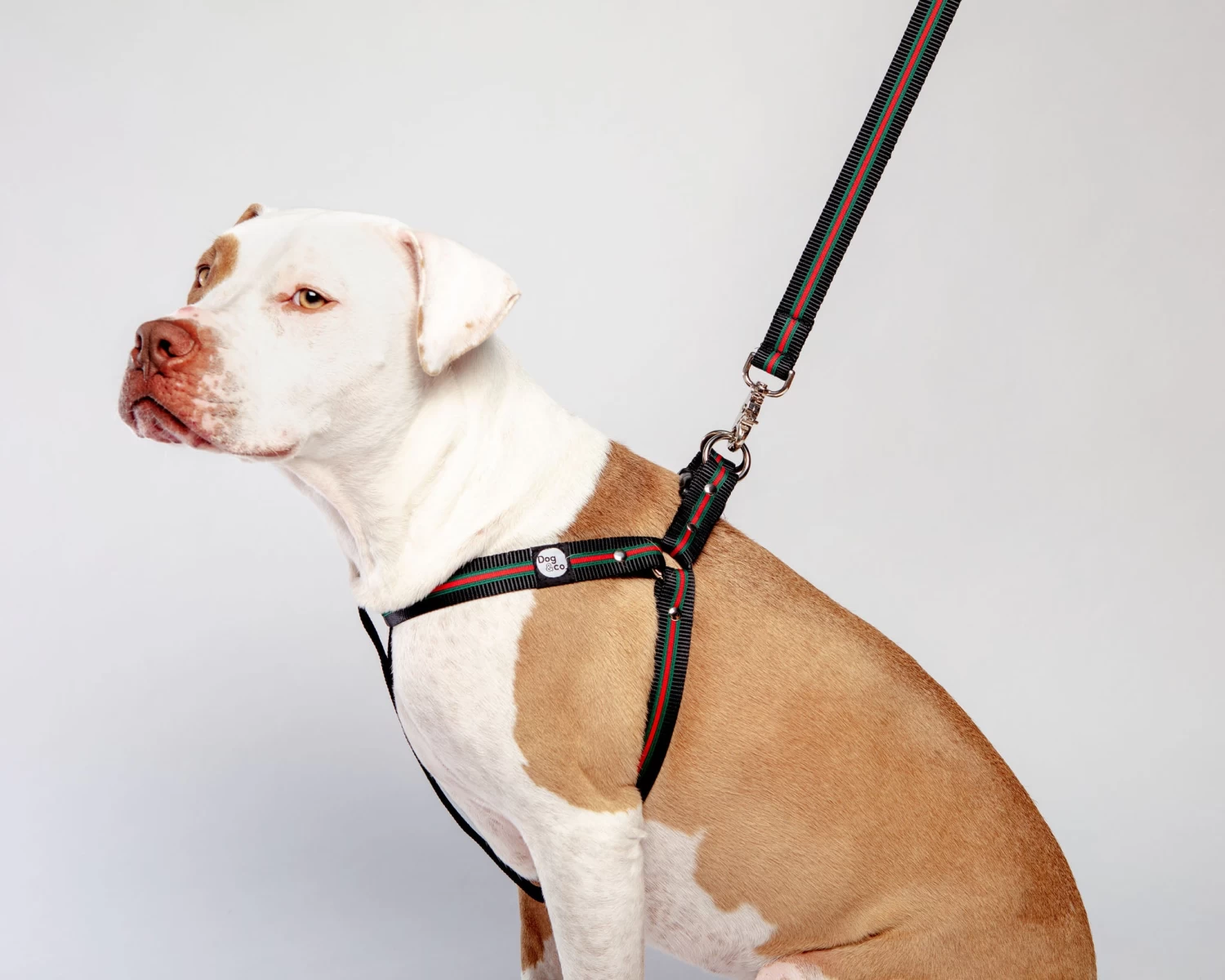 DOG & CO. COLLECTION Step-In Dog Harness In Luxe Green & Red Stripe (Made In NYC) - Image 5