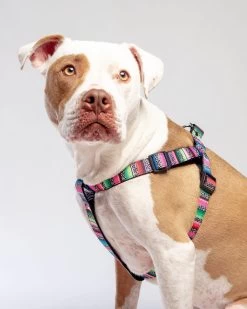 DOG & CO. COLLECTION Step-In Dog Harness In Rainbow Serape & Leopard (Made In NYC)