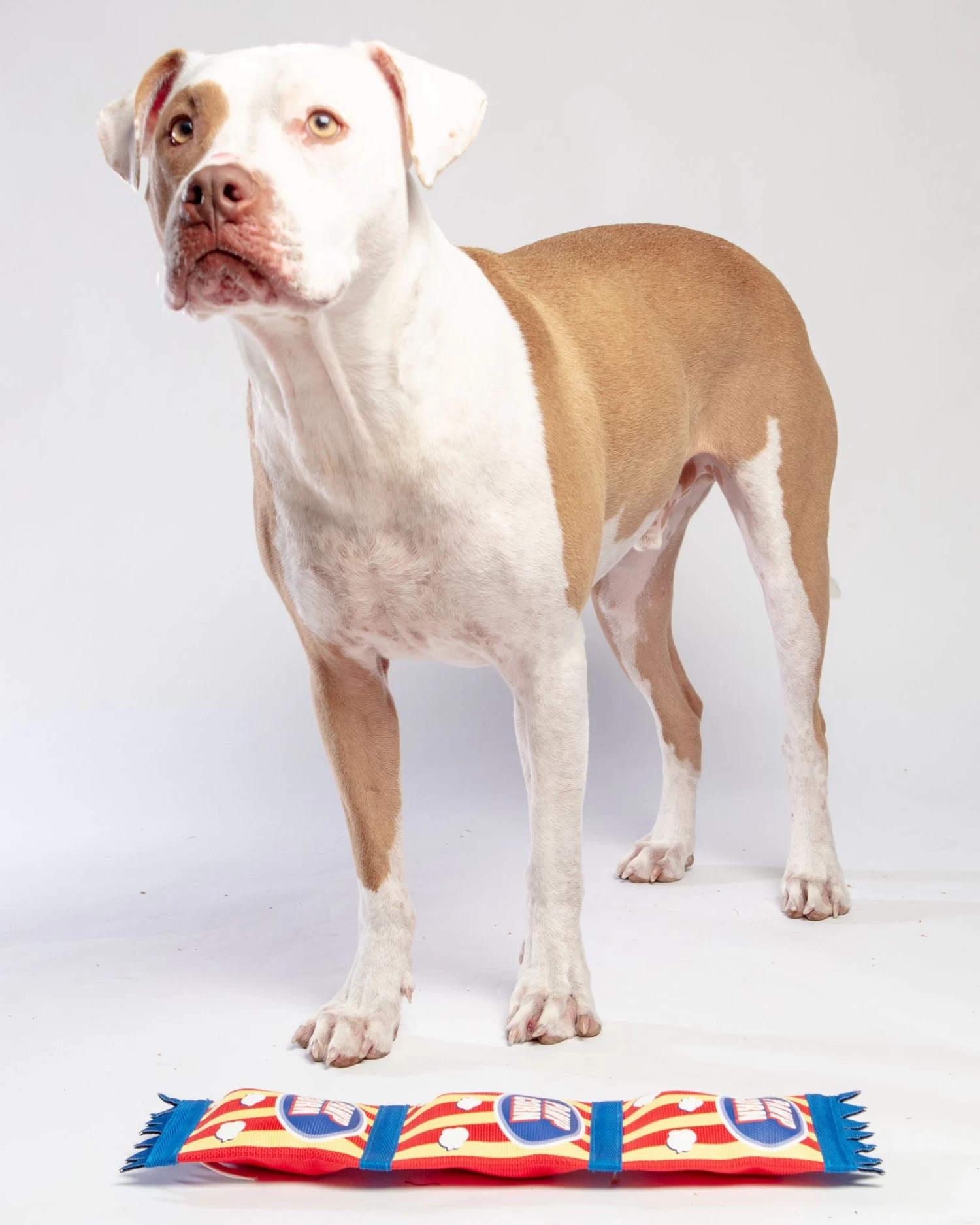 HUGSMART Super Firehose Pawpcorn Dog Toy - Image 4