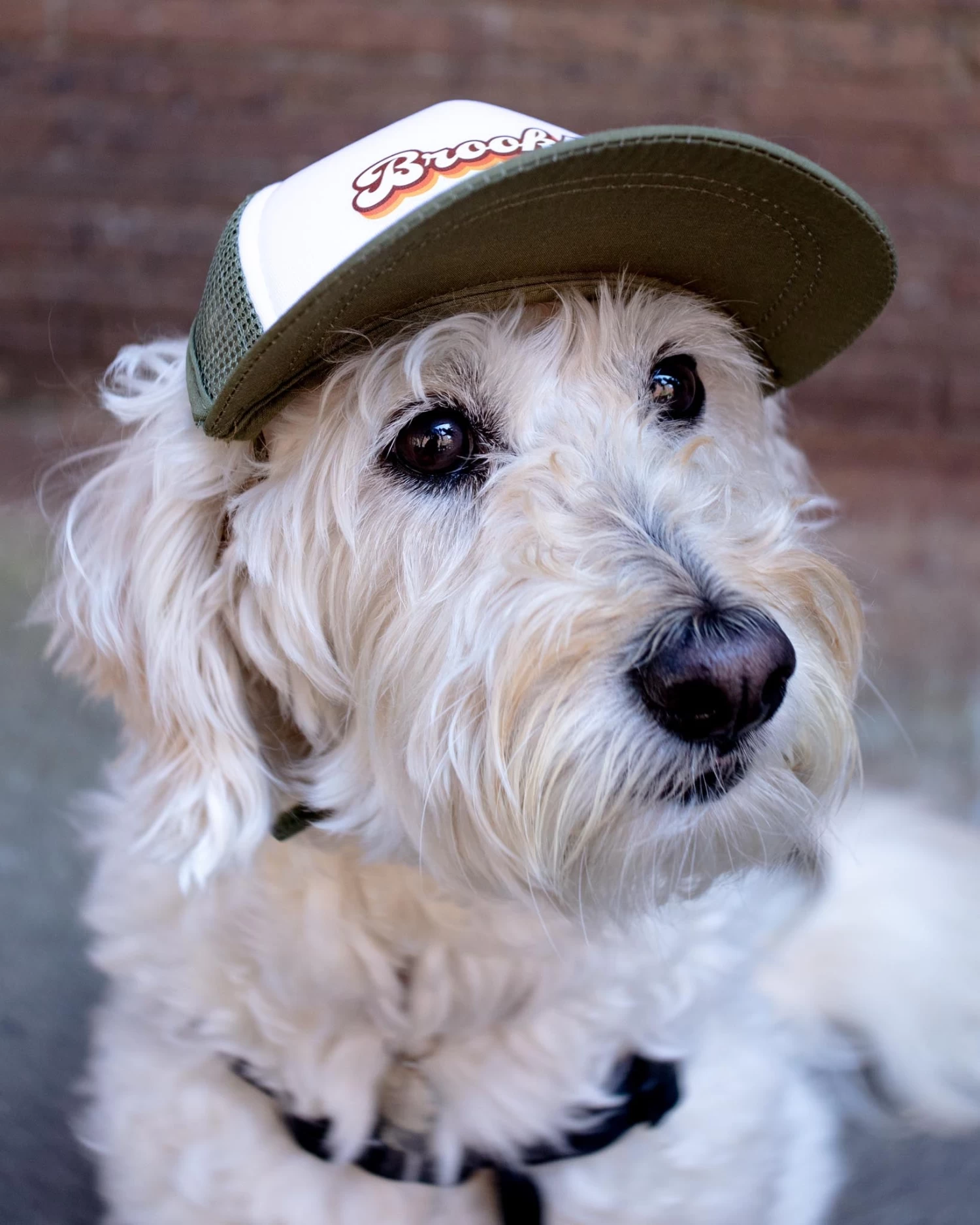 PUPLID Brooklyn Pet Trucker Hat (DOG & CO. EXCLUSIVE) - Image 3