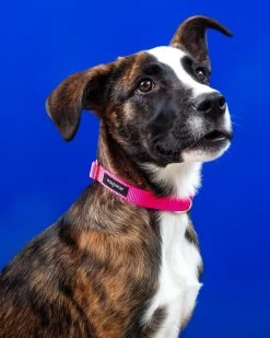 WAGWEAR Nylon Metropolitan Collar In Neon Pink (Made In The USA)